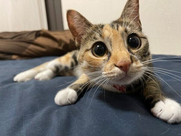 見つめるぴーちゃん