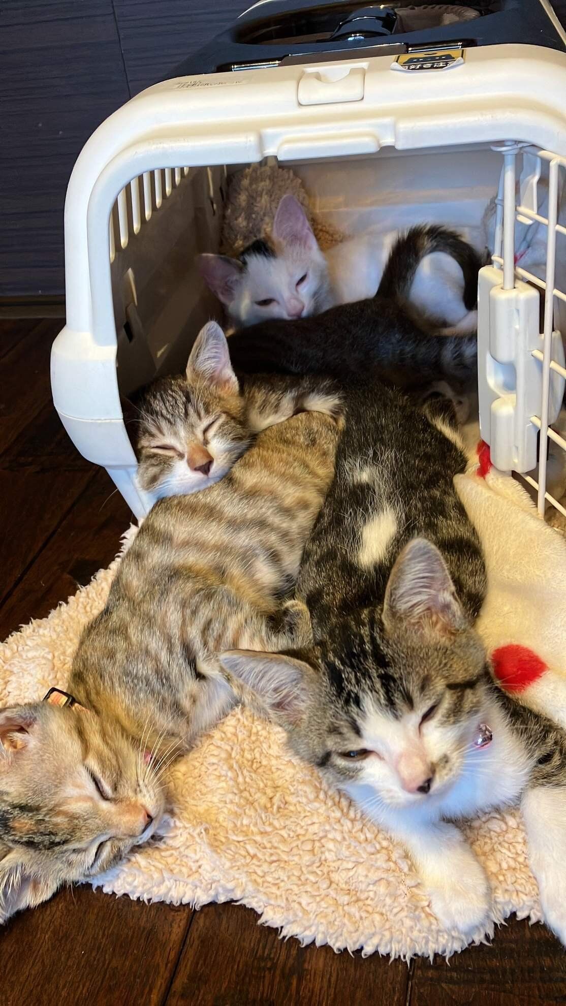 写真提供／子猫園ベルソーデシャトンズ