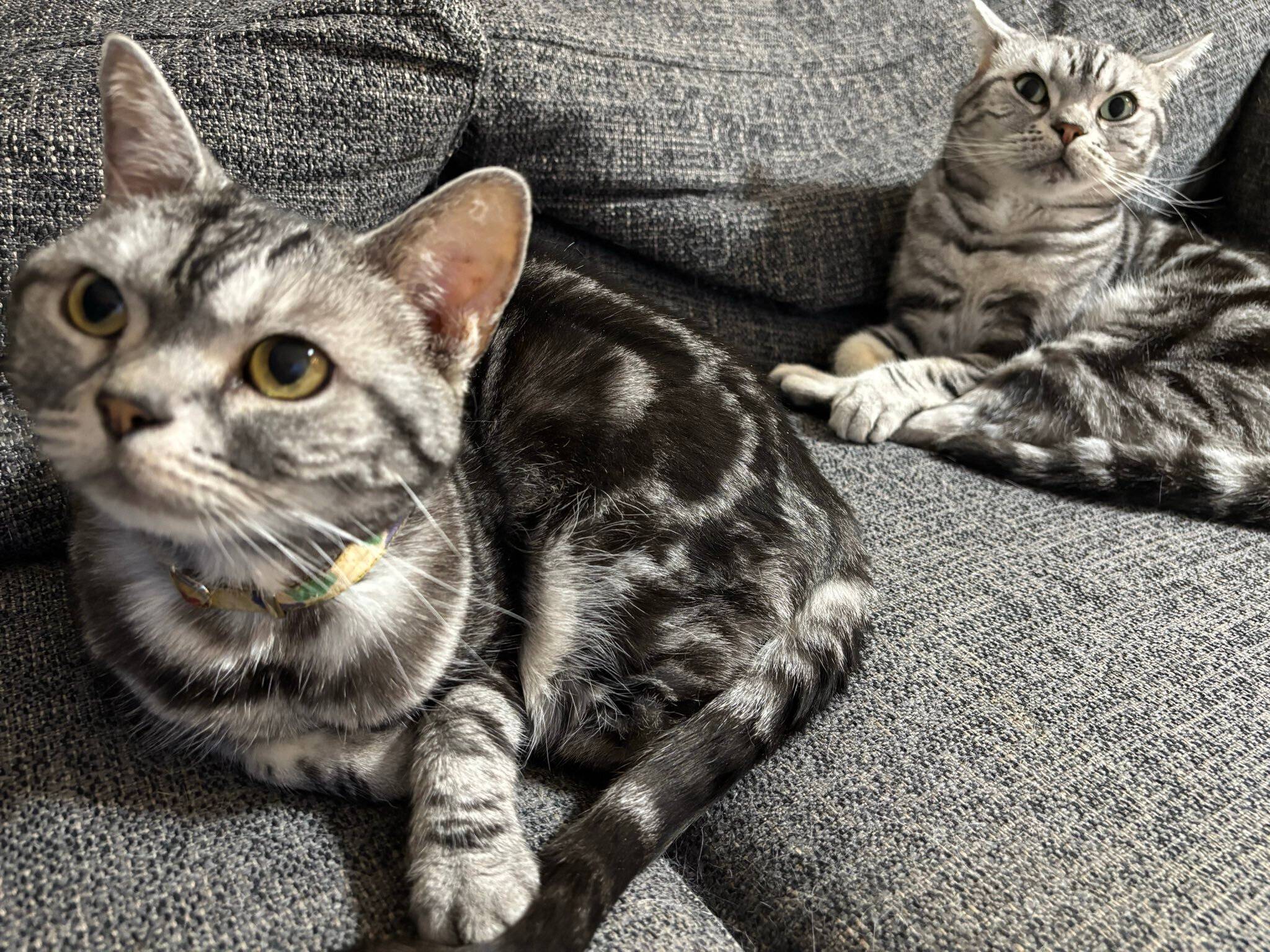 2匹のアメリカンショートヘア