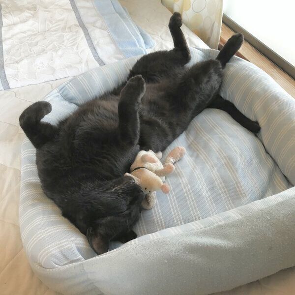 ヘソ天するろんさん