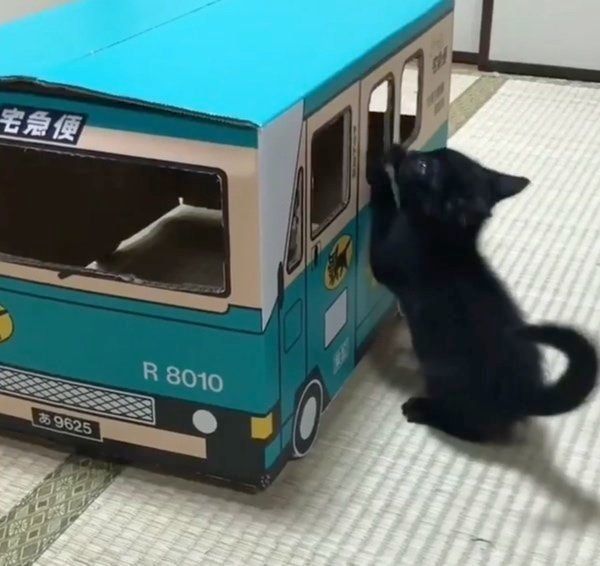 ダンボールで遊ぶ黒猫