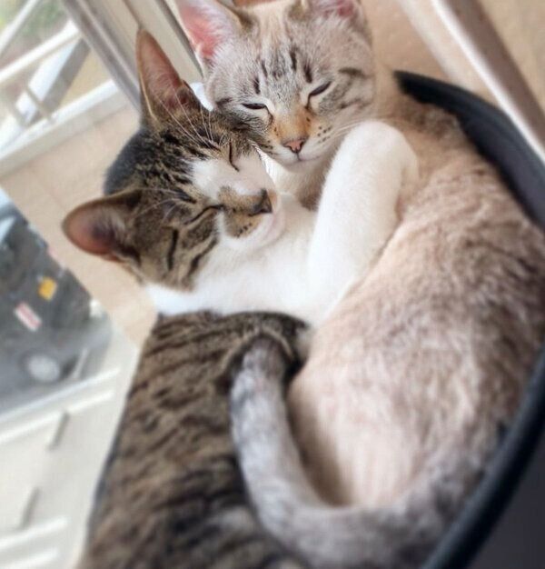 くっついて眠るごんぞうくんとにぼしちゃん