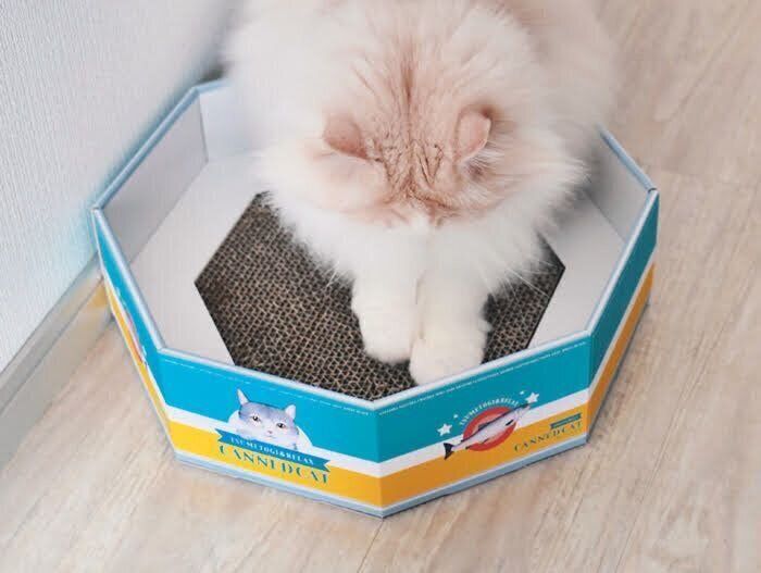 猫の缶詰バスケットで爪とぎをする猫