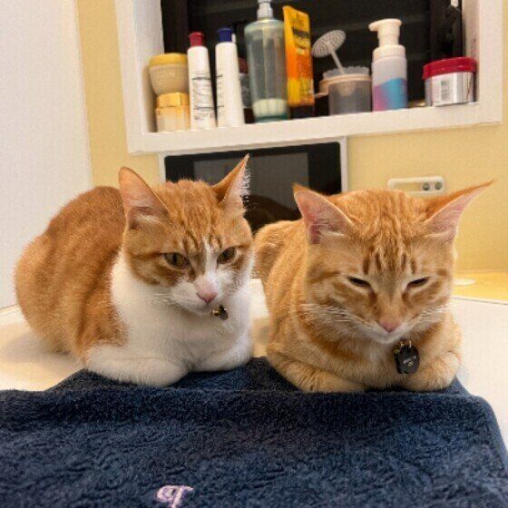 仲よくあたたまる2匹