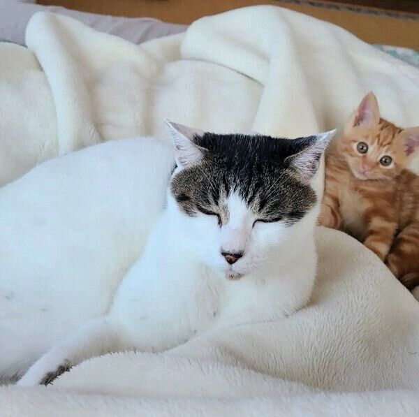 ふくくんとちびくん