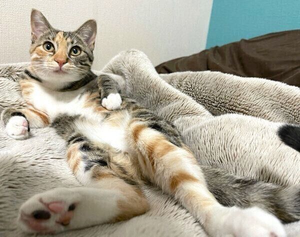 くつろぐぴーちゃん