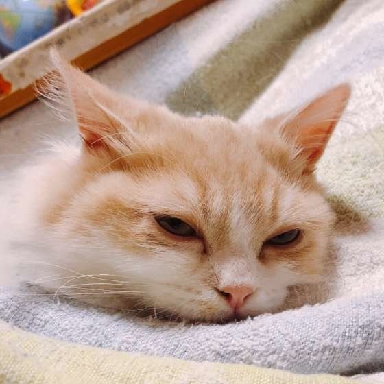 眠そうなハロちゃん