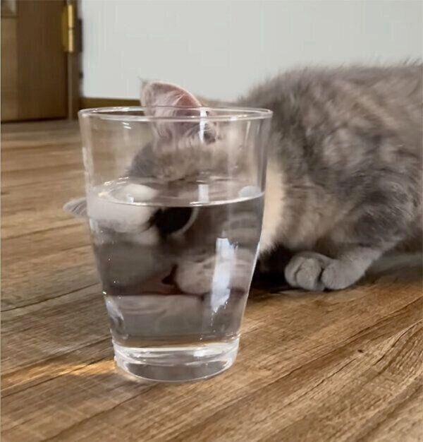 コップに入った水が気になるししゃもくん