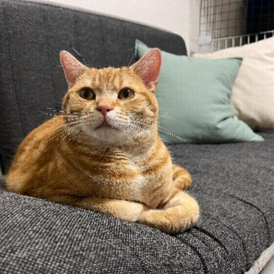 アメリカンショートヘアの一番ちゃん