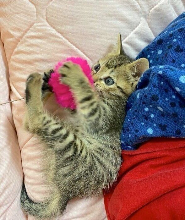 遊ぶるなちゃん