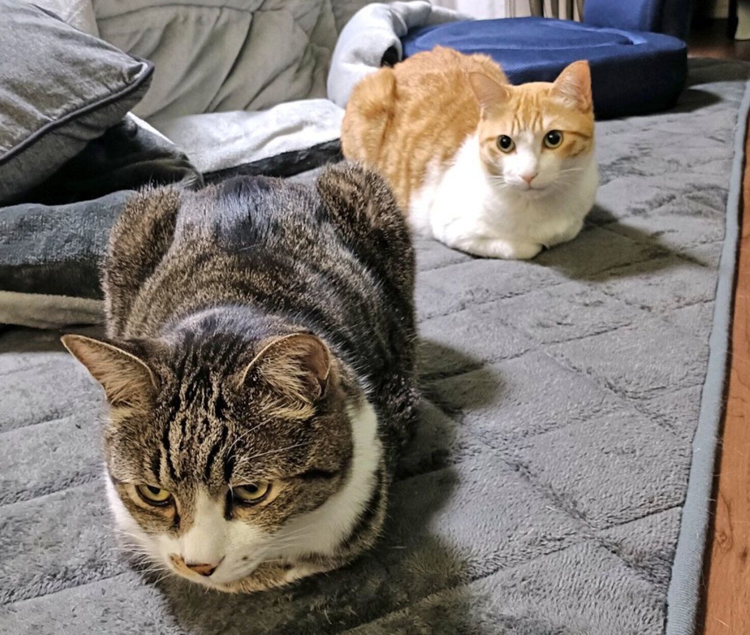 新入り保護子猫のことが気になる先住猫 ドアの陰に隠れながら「不審な