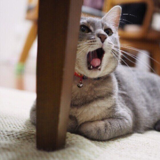 遊んでもらえずあくびしているサバトラミックス