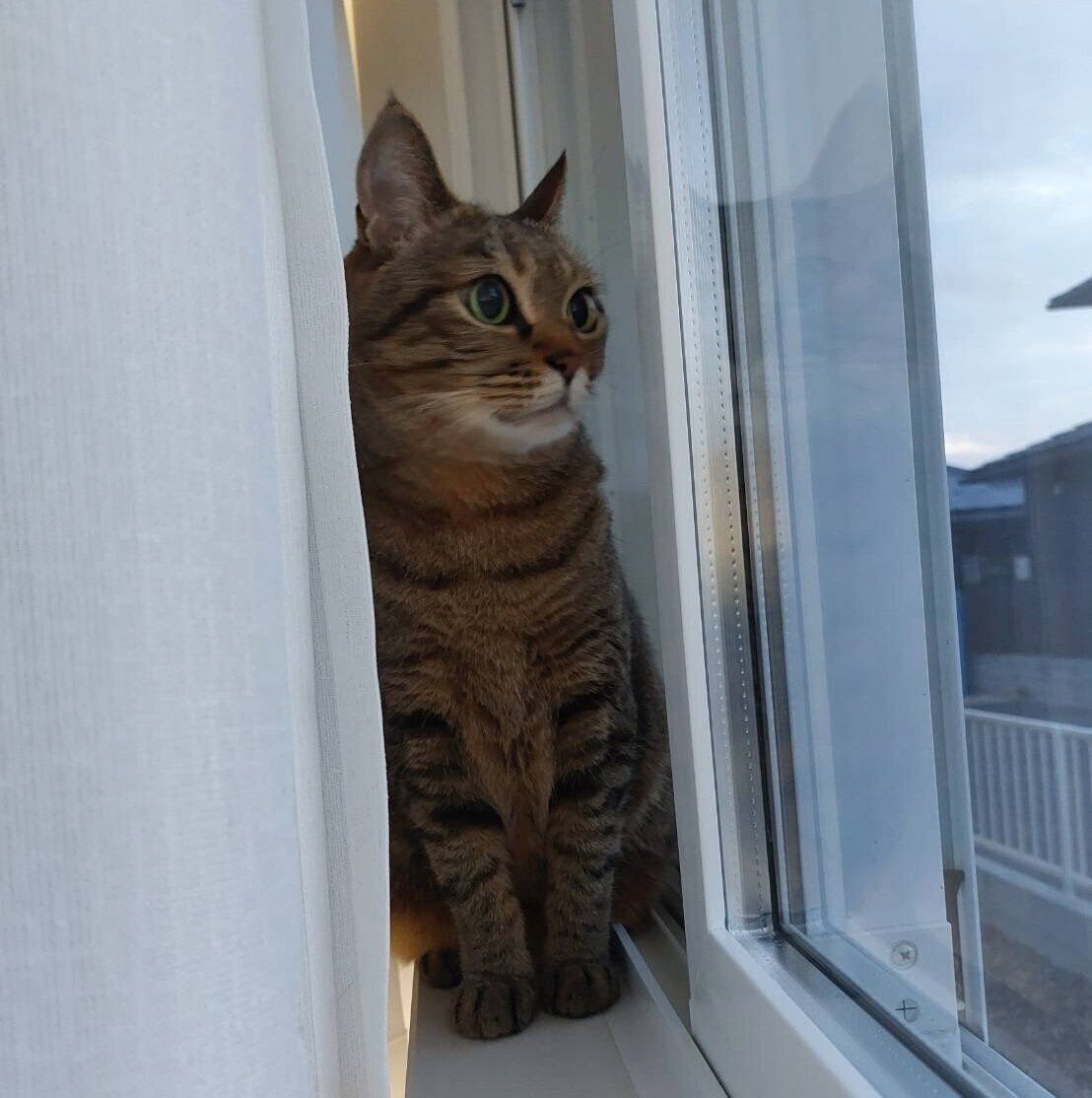 窓際でたたずむにこちゃん