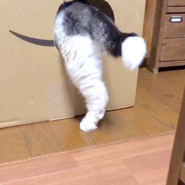 なかなか穴に入れないスコティッシュフォールド