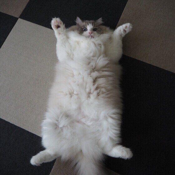 見事なへそ天のラグドール