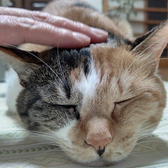 頭に手を置かれて顎を下につけて目をつむっている猫の顔アップ（顔の左が茶色、右側がダークグレー）