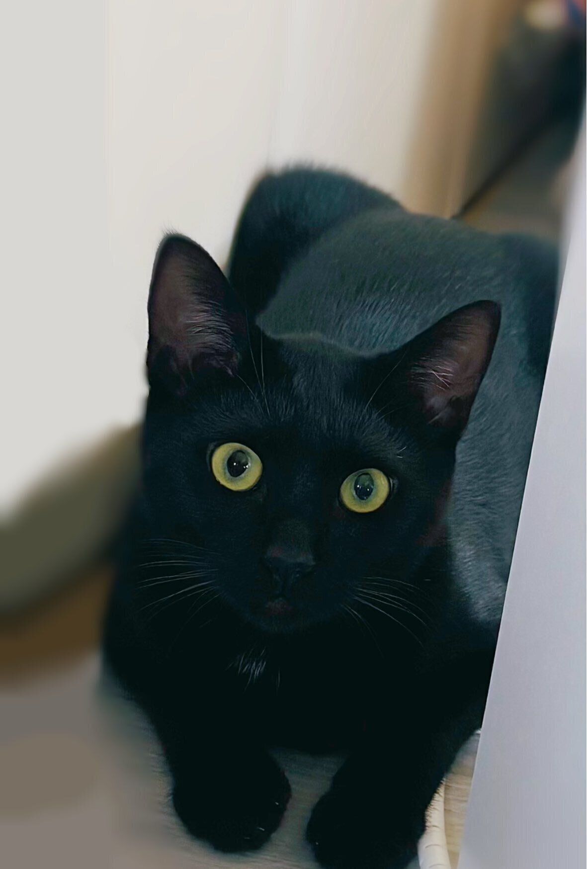 飼い主を見つめる猫