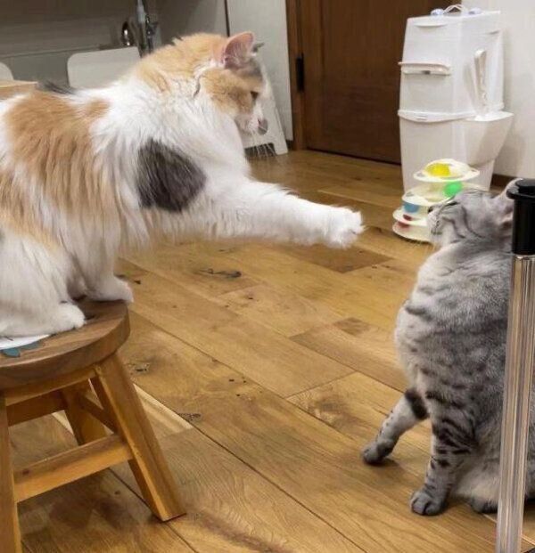 あずさちゃん、あおいちゃん