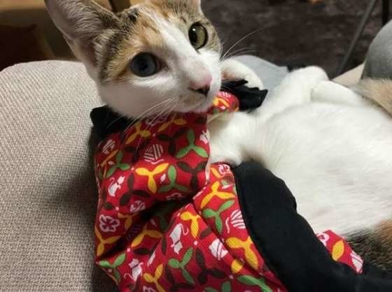 お正月を過ごす猫