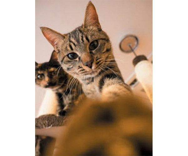 人の体にのる猫