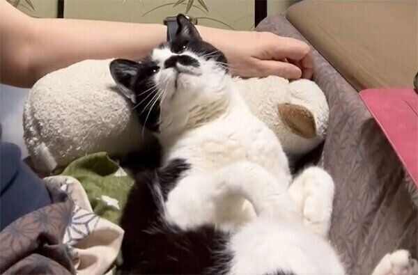 見上げてくるドツちゃん