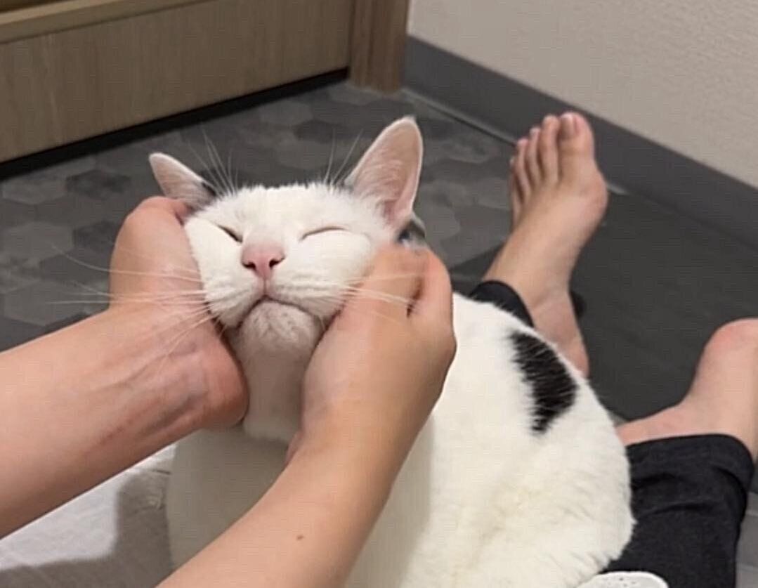 飼い主さんに甘えるおこめちゃん