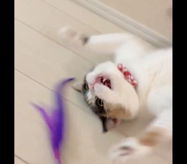 ヘソ天したままおもちゃで遊ぶみゅーちゃん