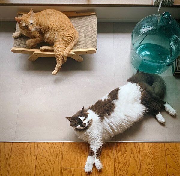 メイちゃんとシンバくん