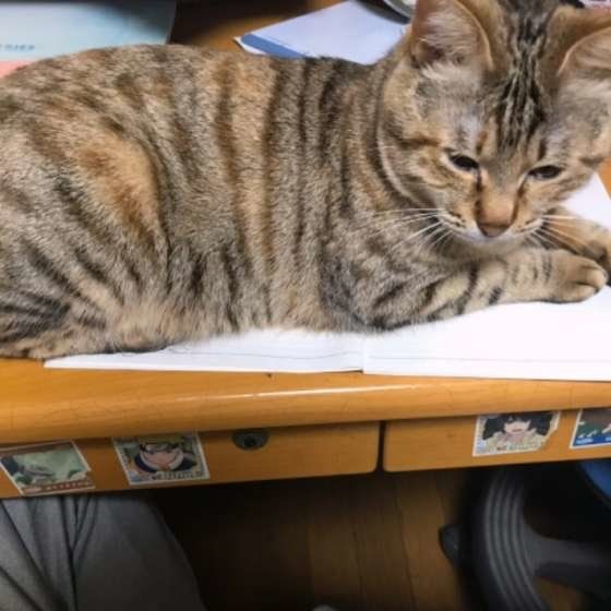 机の上に乗るキジトラ