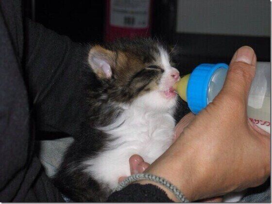 ノルウェージャンフォレストキャットのみゅうちゃん