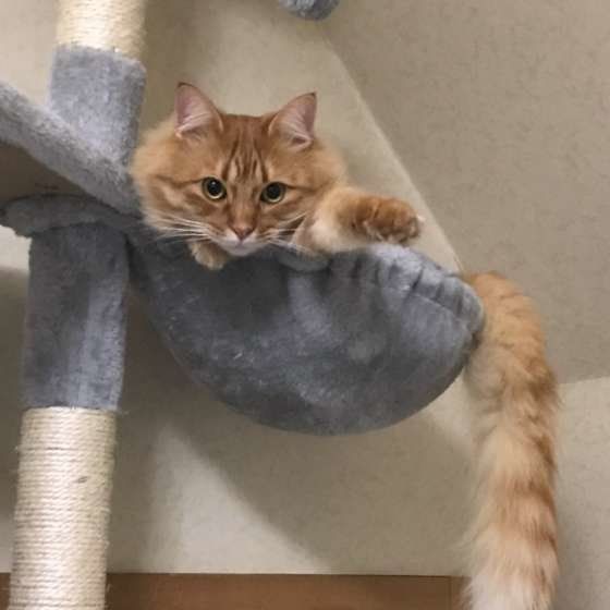 キャットタワーと茶トラ