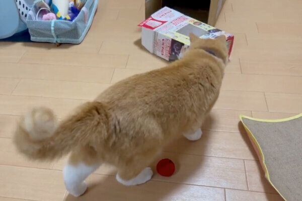 箱に近づくさんてくん