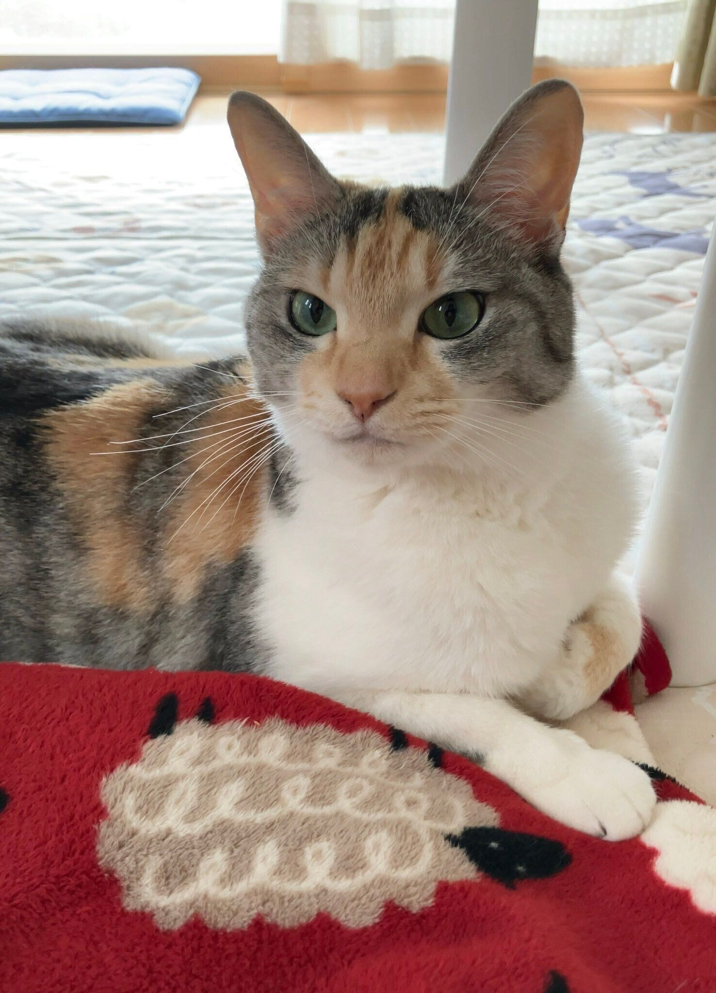 4才の猫