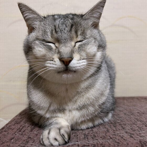 Mix（グレー）のちょこちゃん♪