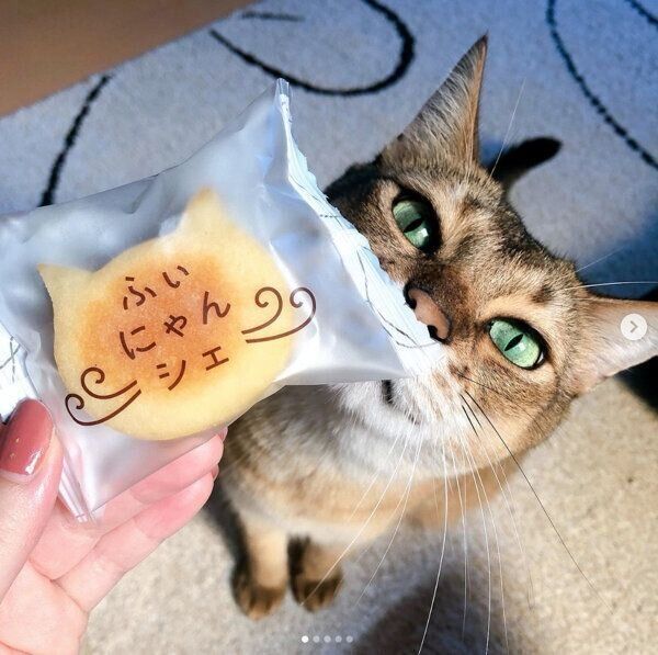 「ふぃにゃんシェ」