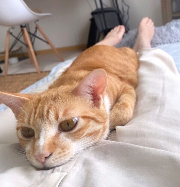 飼い主さんのおなかの上に乗るハマグリちゃん