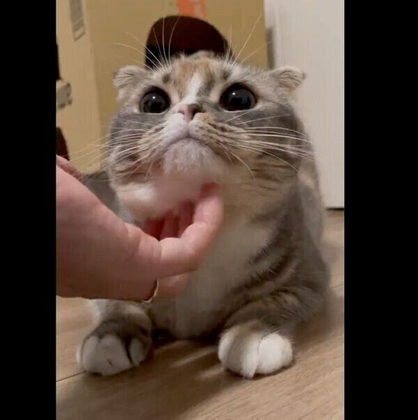 あごをナデナデしてもらうほたてちゃん