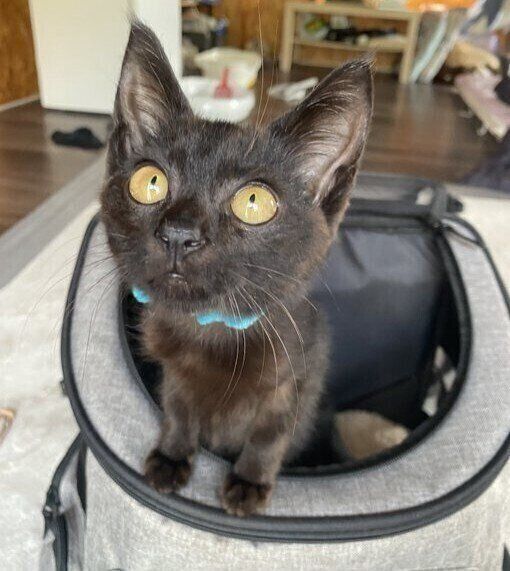 キャリーケースから身を乗り出すうにくん