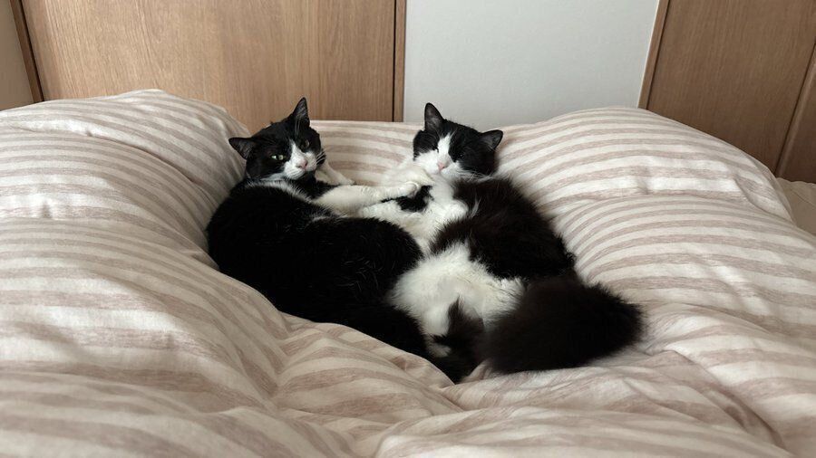 別の日の様子。飼い主さんの足の間に入るオリビアちゃんとナミちゃん