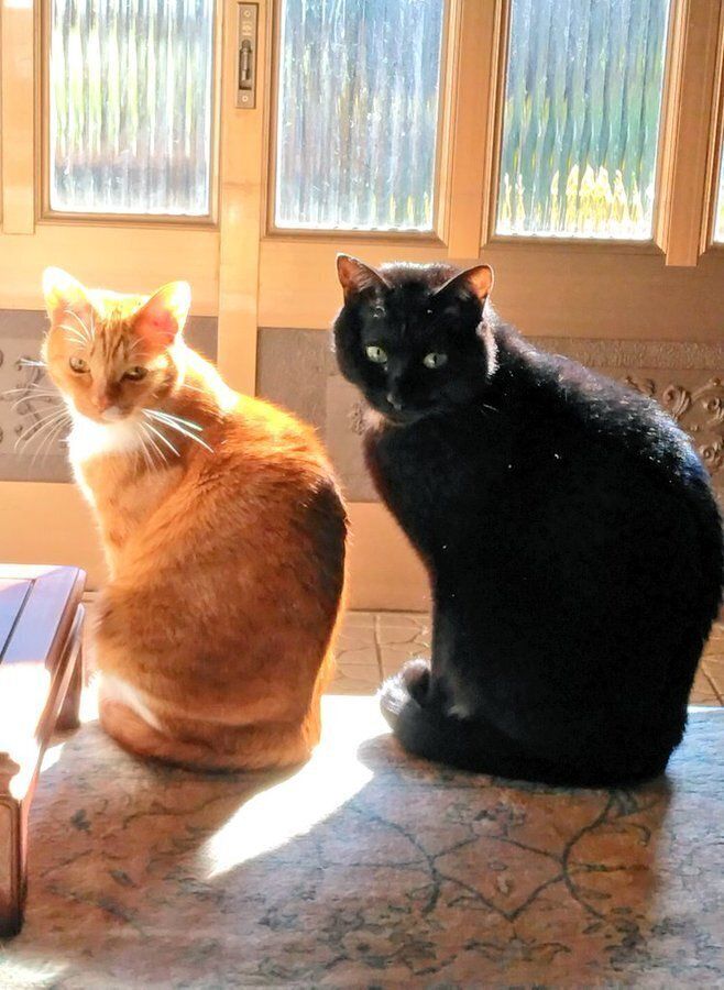 後ろを振り返る2匹の猫