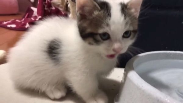 困った水の飲み方をする子猫