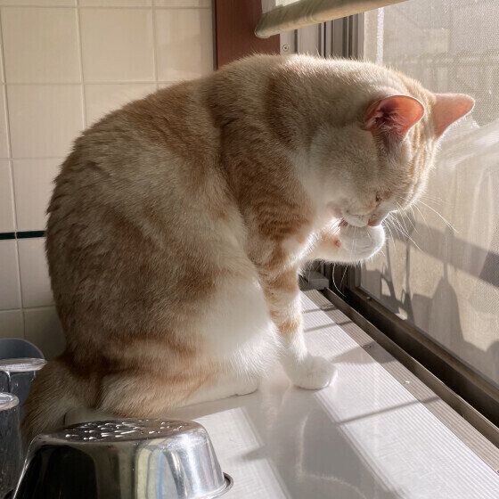 アメリカンショートヘア ちゃいくん