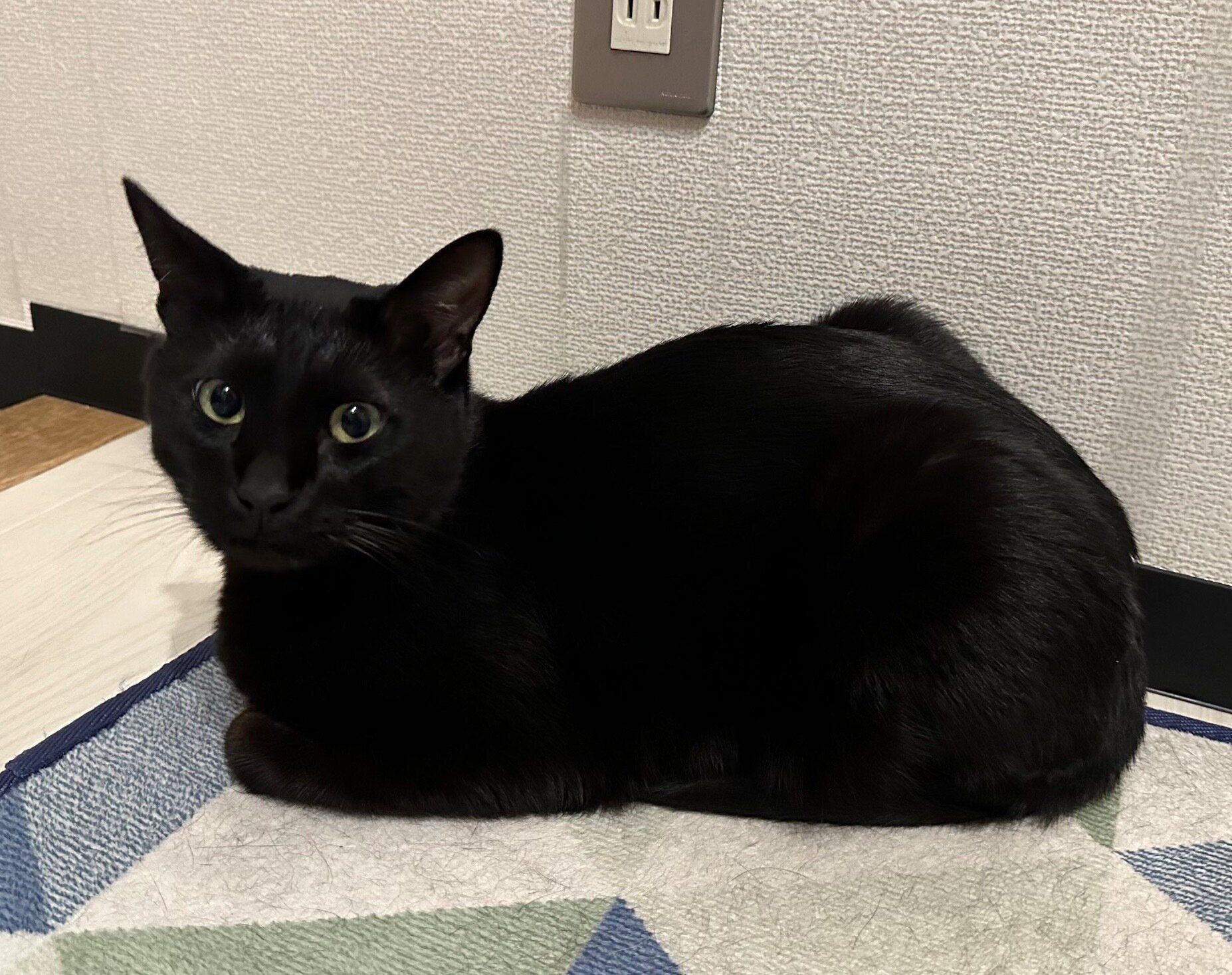 おとなになったトニーくん