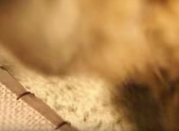 逆ギレニャンコ