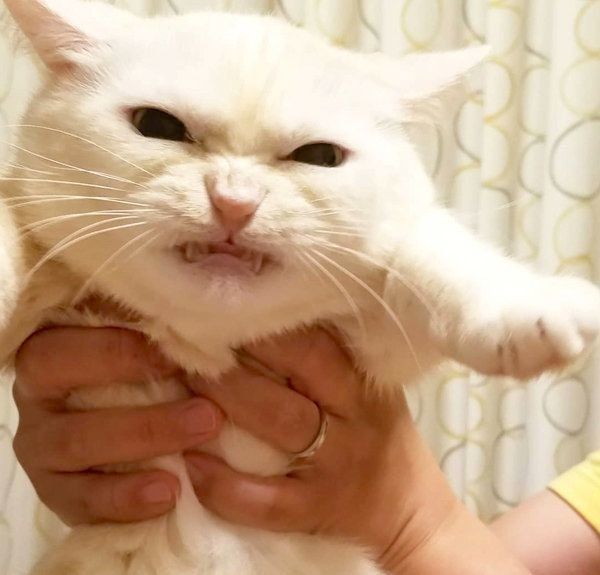 オコ顔をするマンチカン