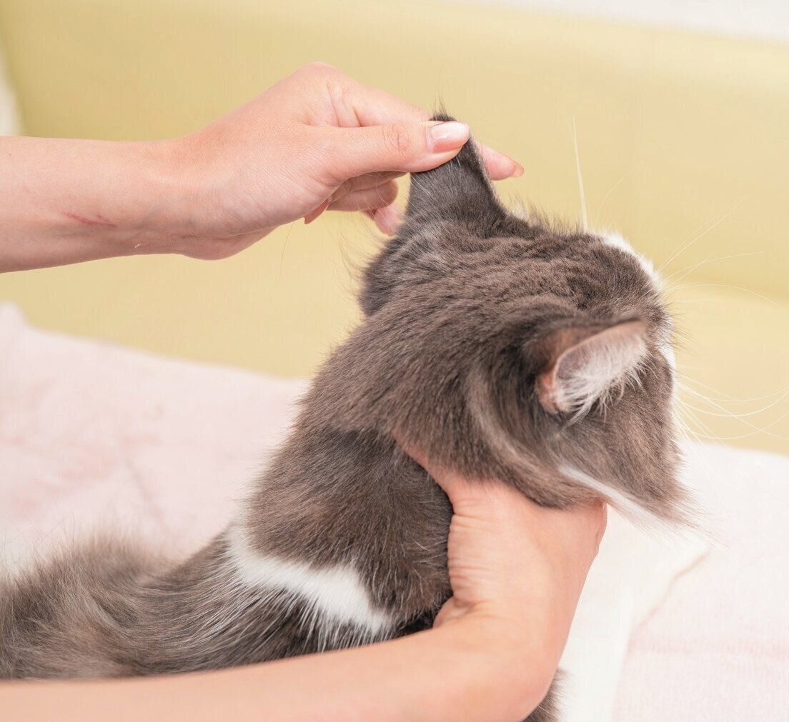 指で耳をつまんではなす