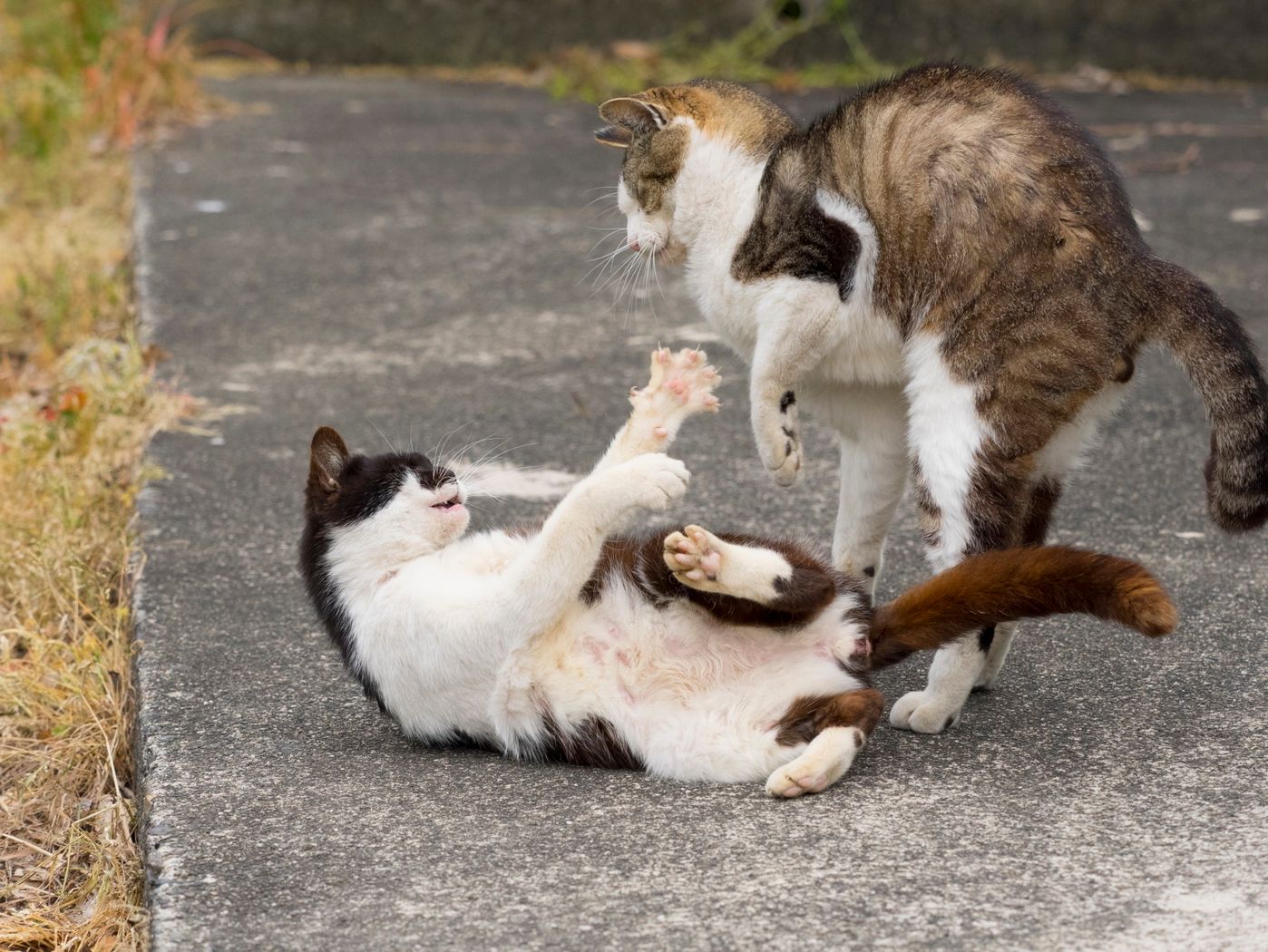 オスは 恋 をすると こんな行動をとります 猫の恋愛事情 オス 編 ねこのきもちweb Magazine オスは 恋 をすると こんな行動をとります 猫の恋愛事情 オス 編 ねこのきもちweb Magazine