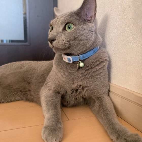 くつろぐロシアンブルー