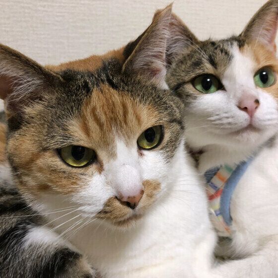 Mix（ミケ）ののぞみちゃんたち♪