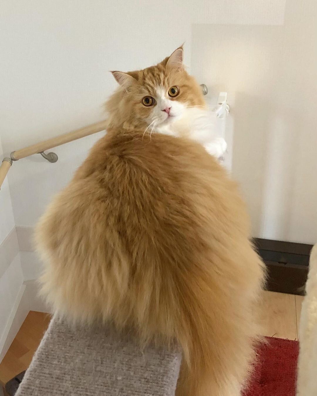 モフモフのおしり（ラガマフィン、オス）